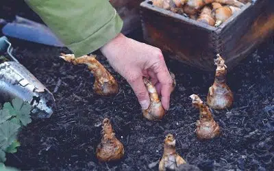 Plantation des bulbes d'automne