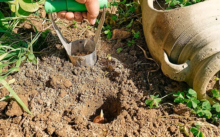 Plantation des bulbes en automne