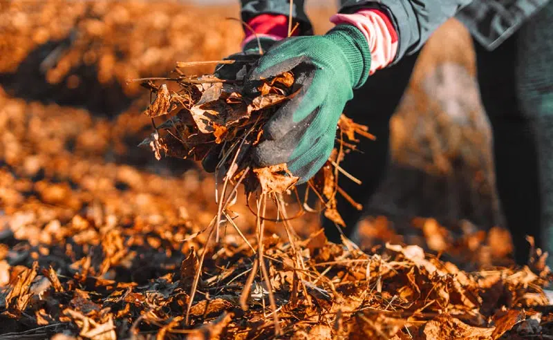 Les feuilles mortes protège le sol du gel