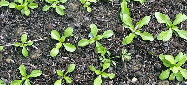 Repiquage de plants de mâche achetés en godet