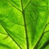 feuilles de rhubarbe au compost
