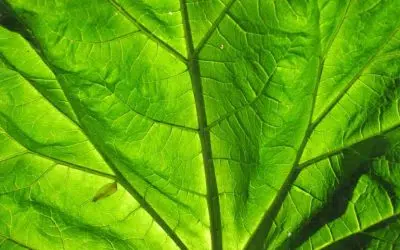 feuilles de rhubarbe au compost