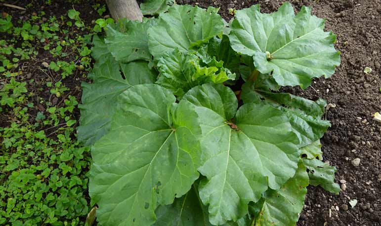 feuilles de rhubarbe au potager