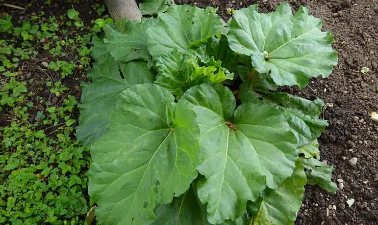 feuilles de rhubarbe au potager