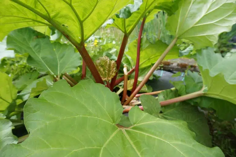 Pétioles et feuilles de rhubarbe