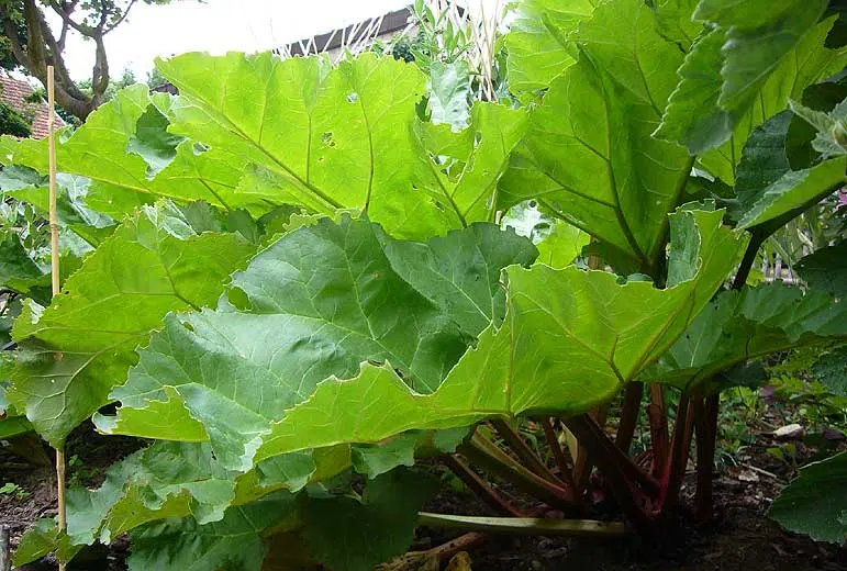 Les feuilles de rhubarbe au jardin potager