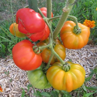 Récolte des tomates
