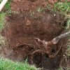 Transplantation d'un arbre fruitier