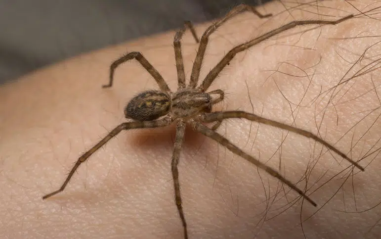 La tégénaire des murs (Tegenaria parietina)