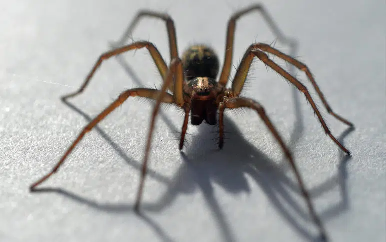 Tégénaire noire (Eratigena atrica)