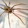 L'araignée à la maison