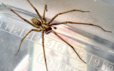 L'araignée à la maison