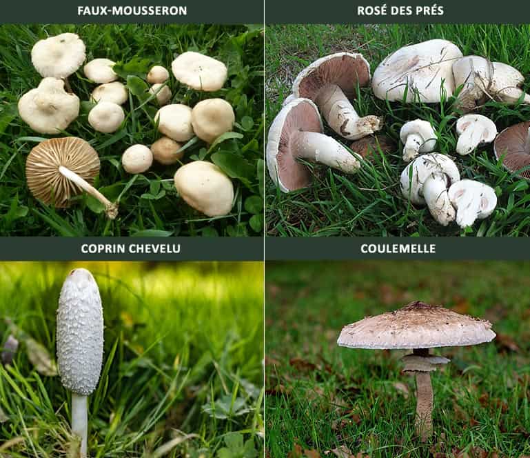 Quelques champignons du jardin