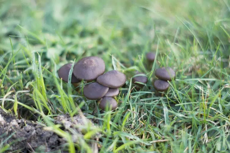 Champignon qui poussent dans le jardin