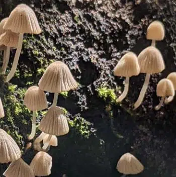 champignons paillage