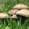 Champignon sur la pelouse du jardin