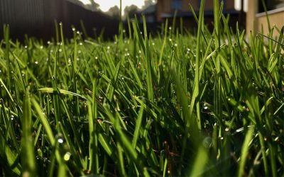 Préparer son gazon pour l'hiver