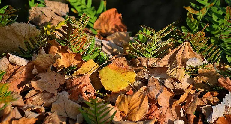 Feuilles mortes de l'automne