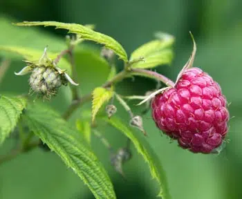 Framboisier du jardin