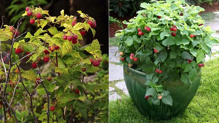 Framboisier du jardin en pleine terre et framboisier planté en pot devant la maison.