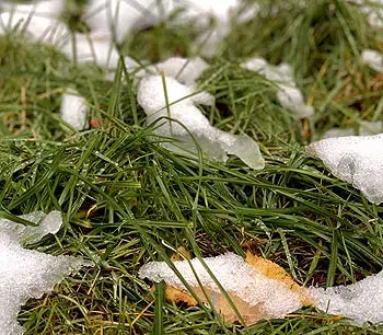 Gazon pendant la période hivernale