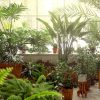 Jardin d'hiver