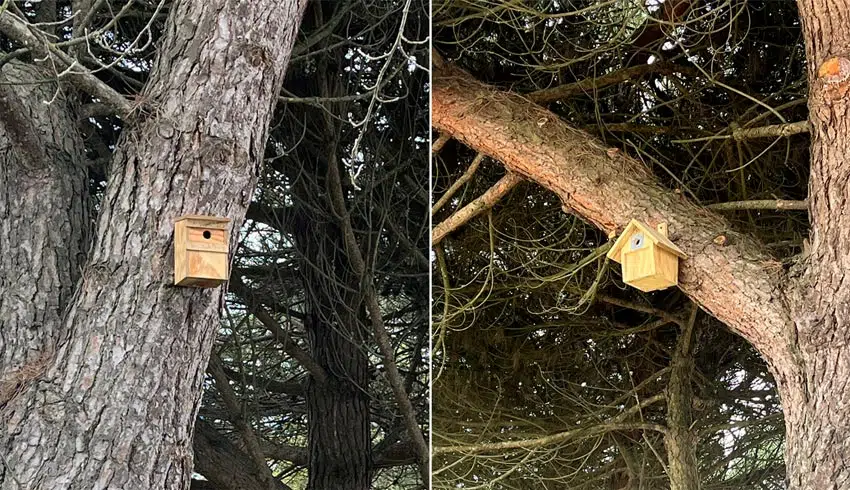 Nichoirs installés sur les pins de l'Île de Ré