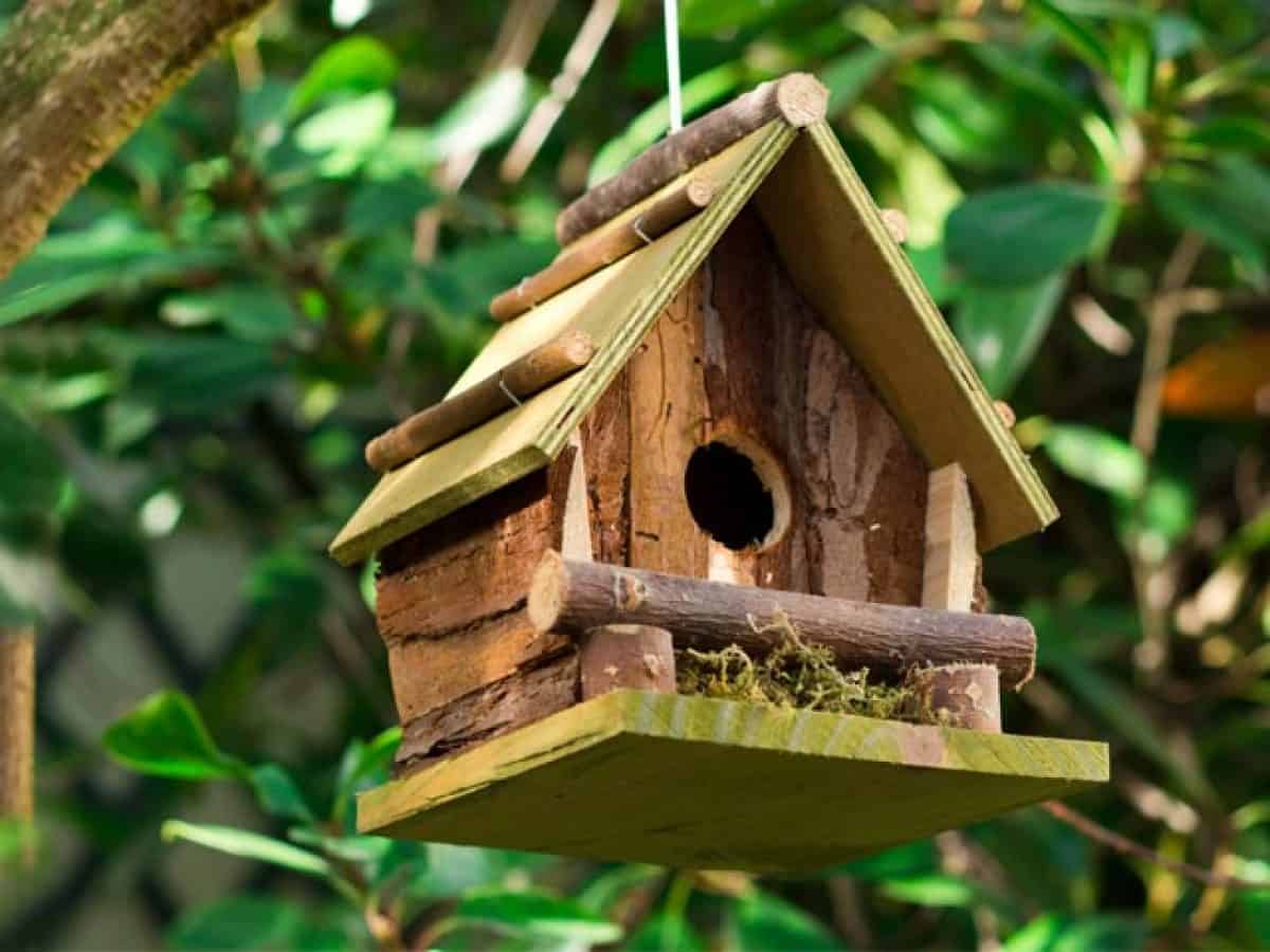 Comment Orienter Un Nichoir A Oiseaux Nichoir à oiseaux : Où, quand et comment bien l'installer ?
