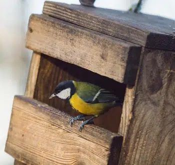 Oiseau à l'abri