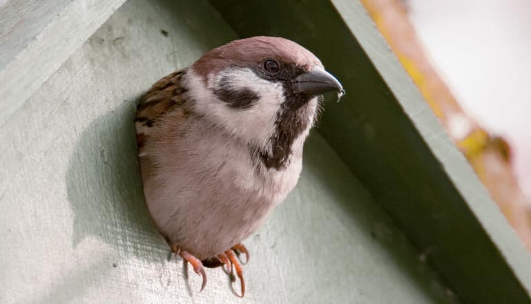 Oiseau dans son nichoir
