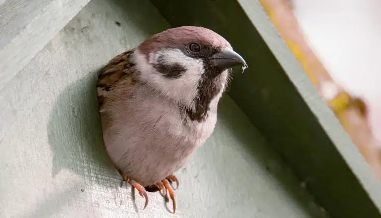 Oiseau dans son nichoir