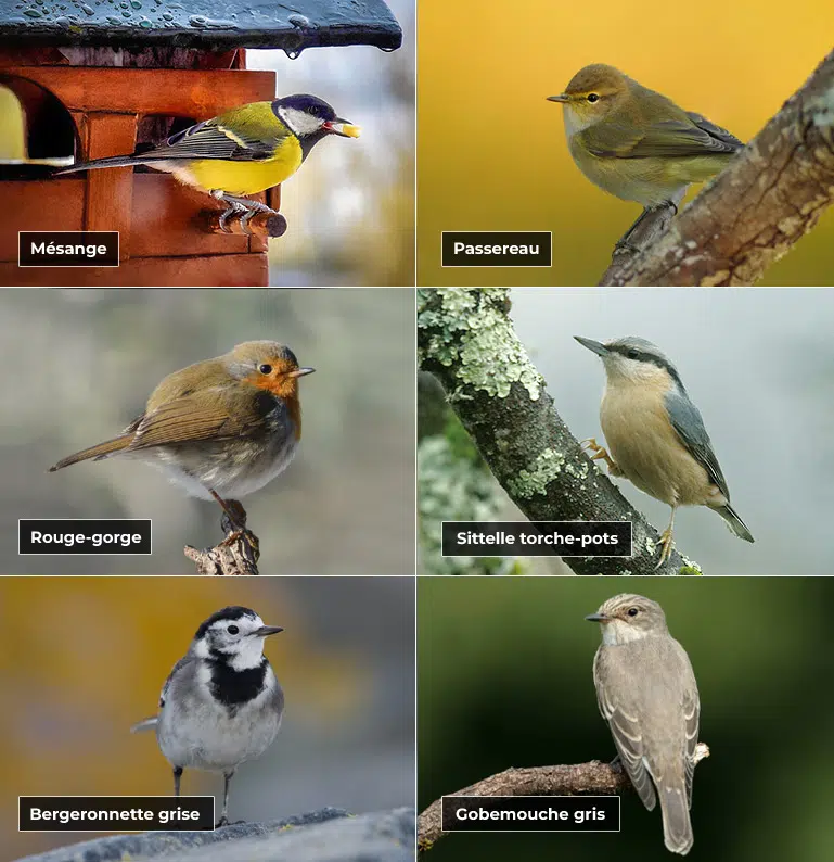 Les oiseaux du jardin