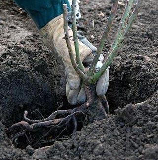 Plantation rosiers en racines nues