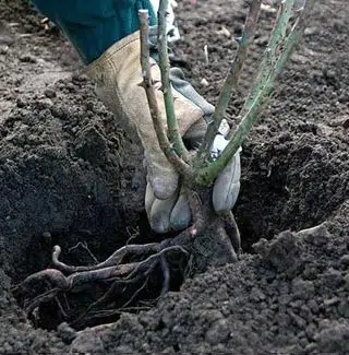 Plantation rosiers en racines nues