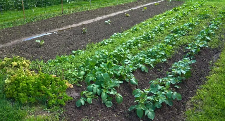 Potager au mois de novembre