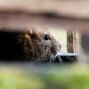 compost attire les rats