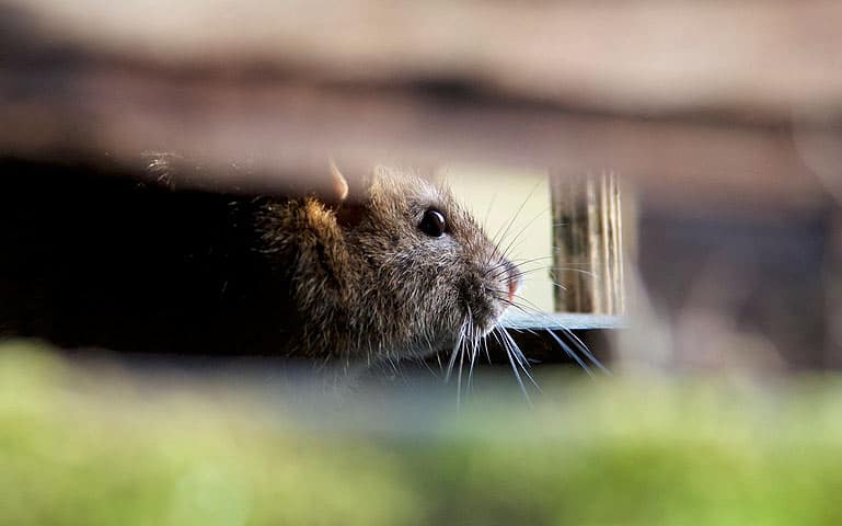 Est-ce que le compost attire les rats ? Comment les éviter ?