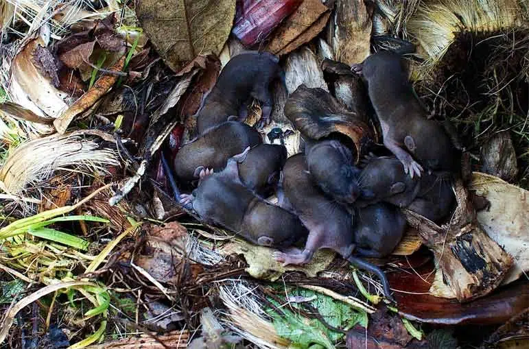 Est-ce que le compost attire les rats ? Comment les éviter ?