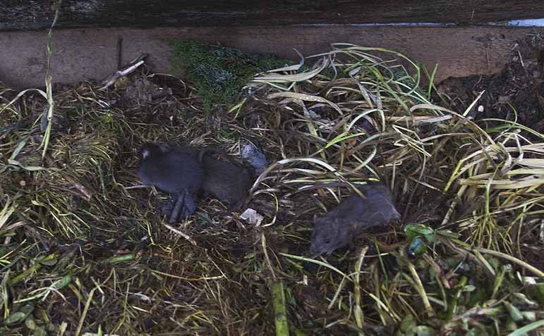 Présence de rats dans le composteur !