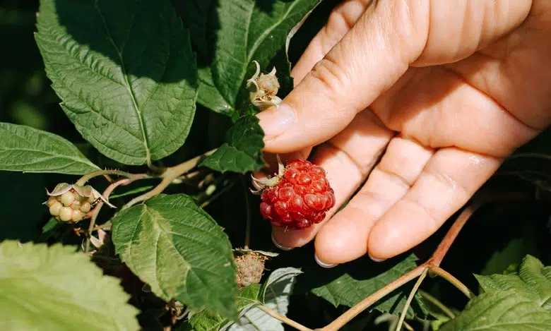 Récolte framboise