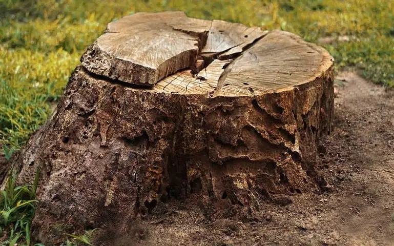 Souche d'arbre gênante