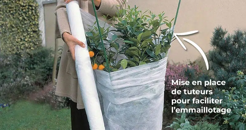 Voile de protection et d'hivernage pour plantes sensibles au froid