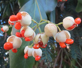 L'Euonymus japonicus