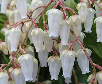 Le Pieris japonica