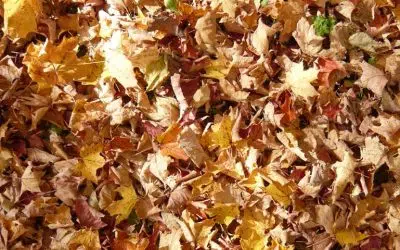 faire du terreau avec les feuilles mortes