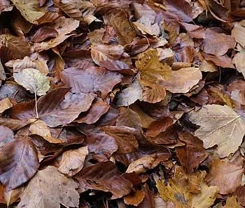 ramassage des feuilles sèches