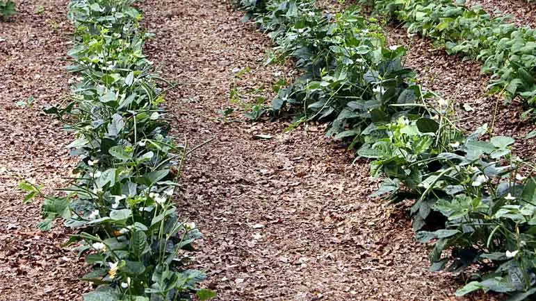 Paillage de feuilles mortes pour fertiliser et protéger les plantes