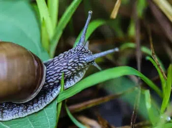 Escargot au potager