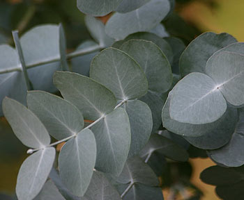 L'eucalyptus