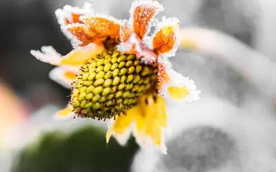 L'entretien et la protection des fraisiers avant l'hiver